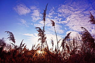 pampas grass, Grass, Clouds, Stems