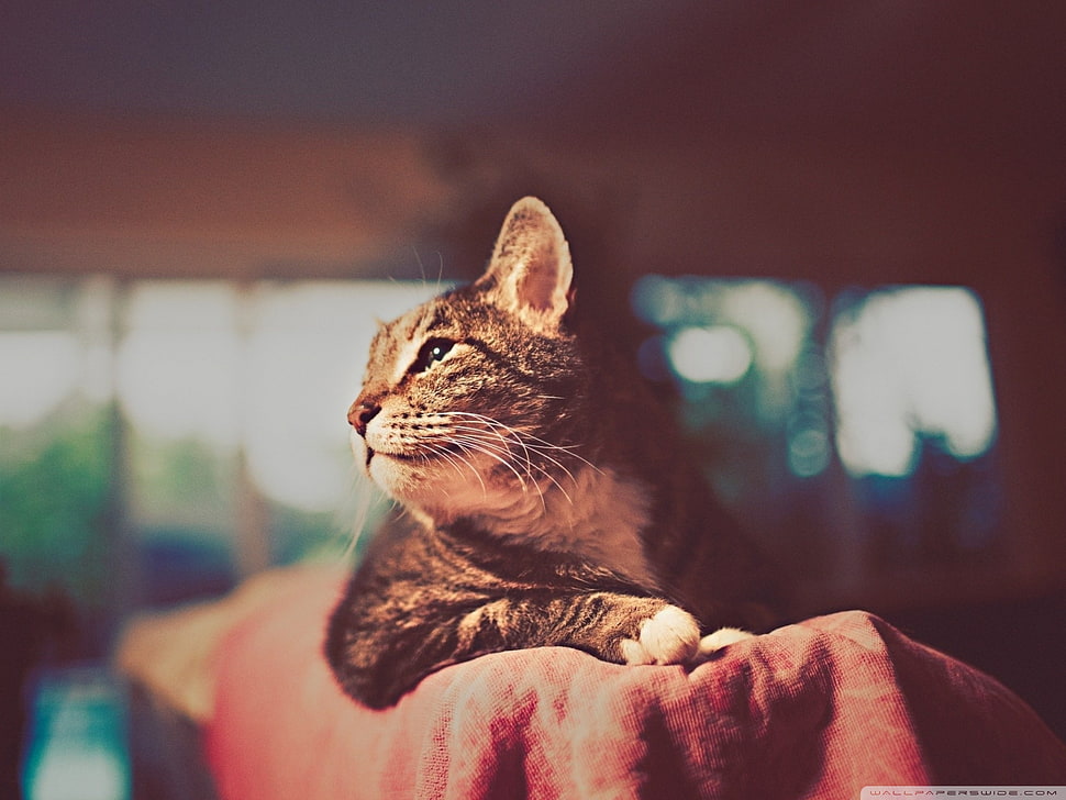 silver tabby cat HD wallpaper
