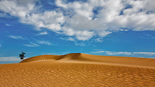 desert and trees, desert, landscape, dune, sand HD wallpaper