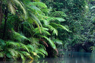 green palm tree, jungle, landscape, water, nature