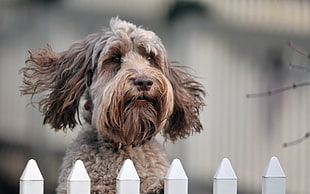 gray Toy Poodle dog close-up photo