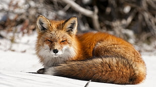 orange fox, nature, animals, fox, snow