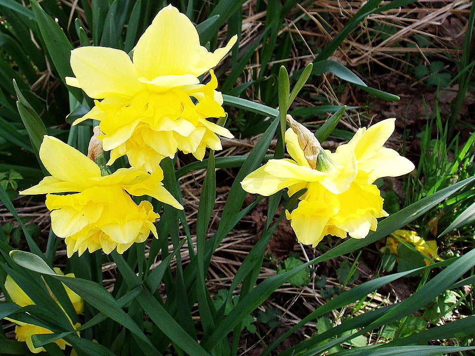 three yellow Daffodils HD wallpaper