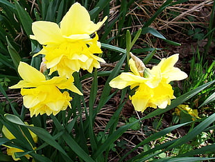 three yellow Daffodils