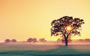 silhouette of tree