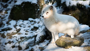 white wolf on snow ground forest