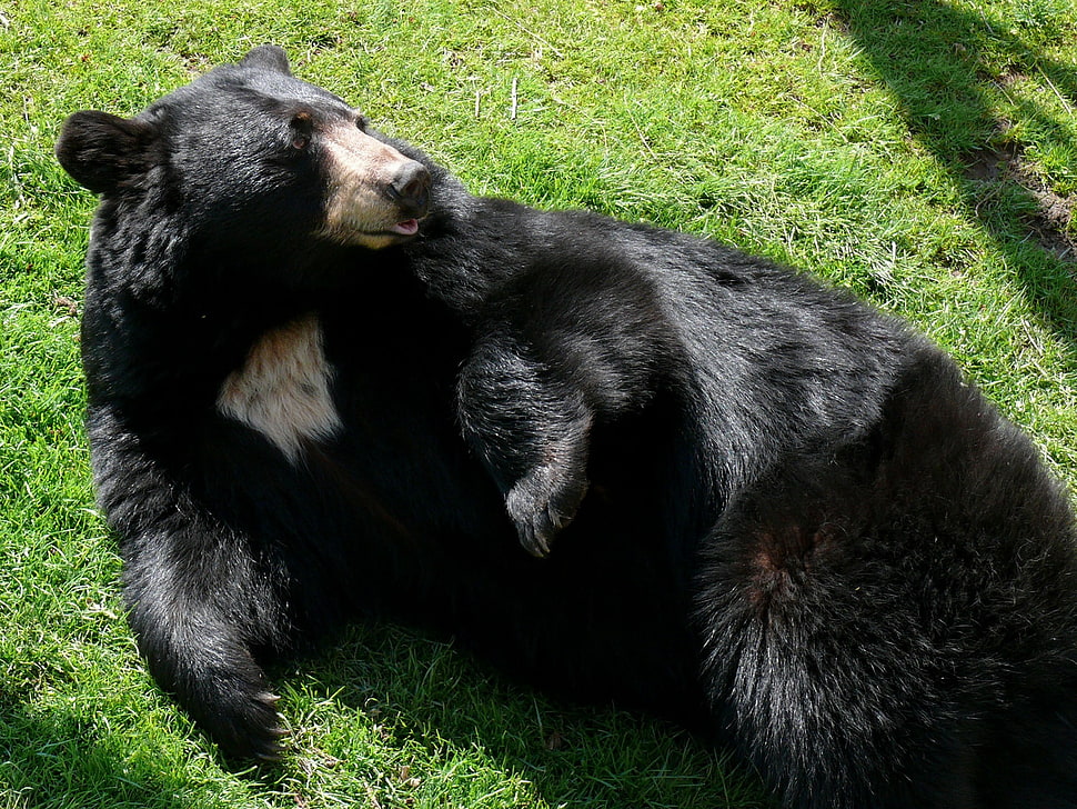 black bear on green grass taken at daytime HD wallpaper
