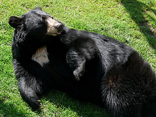 black bear on green grass taken at daytime