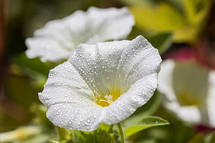 tilt shift photo of white flower