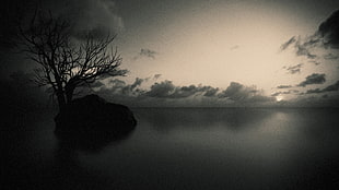 silhouette of bare tree, nature, trees, dead trees, lake