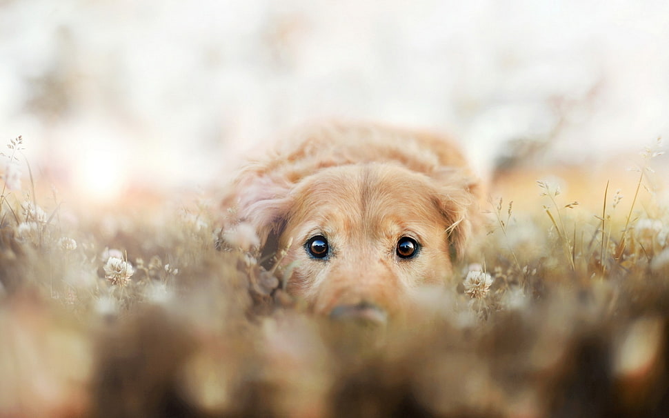 shallow focus photography of short-coated brown dog HD wallpaper