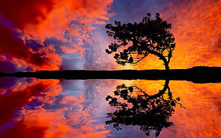 silhouette of trees near body of water painting, nature, reflection, trees HD wallpaper