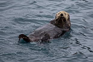 sea otter HD wallpaper