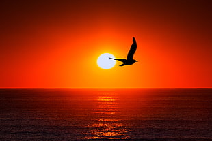 bird silhouette over wide body of water during sunset