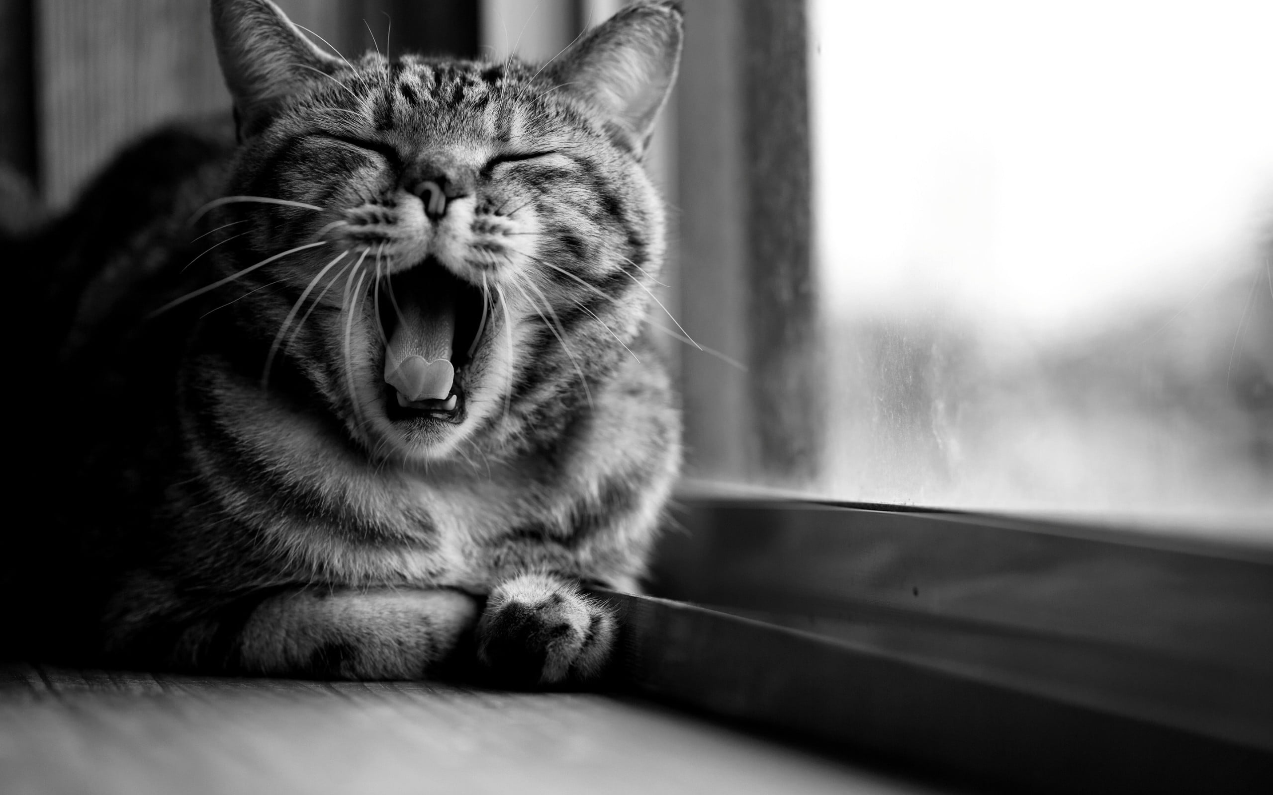 grayscale photo of yawning cat, cat, animals, open mouth, monochrome