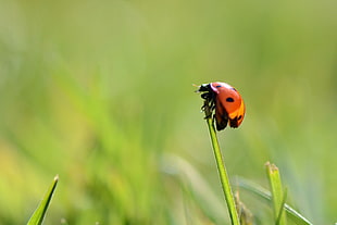 macro photography of ladybird on grass HD wallpaper