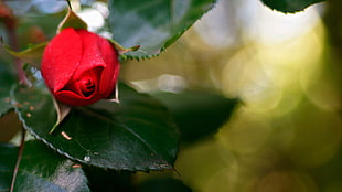 red rose, nature, flowers, rose, red flowers