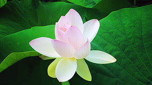 shallow focus photography of pink Lotus flower