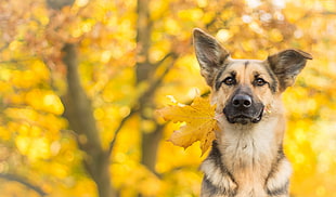 adult black and brown German shepherd close-up photography