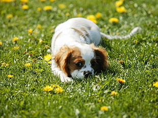 Dog,  Grass,  Lie HD wallpaper