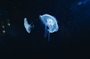 two white jellyfish, Jellyfish, Underwater world, Tentacles
