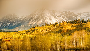 yellow leafed trees, nature, landscape, mountains, clouds