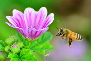 shallow focus photography of a bee flying in front of pink petaled flower during daytime, honeybee, common mallow HD wallpaper