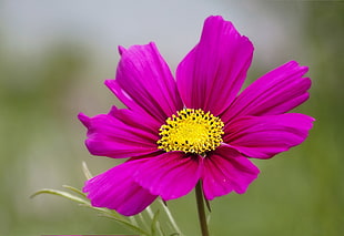 closeup photography of purple 8-petaled flower