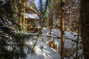 snowed mountain surrounded by trees during day time
