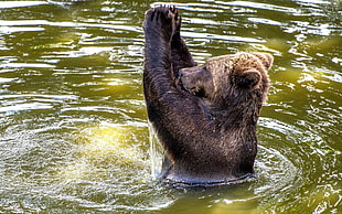 brown bear, bears, animals, water, ripples