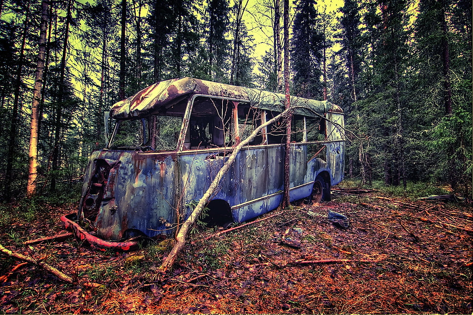 abandoned blue and white bus surrounded with green trees and dried leaves at daytime HD wallpaper