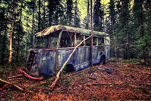 abandoned blue and white bus surrounded with green trees and dried leaves at daytime
