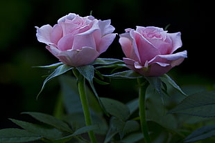 tilt lens shot of two pink roses