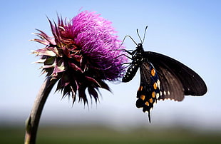 close up photograpgy of black butterfly on flower HD wallpaper