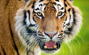 Tiger,  Open mouth,  Face,  Predator HD wallpaper