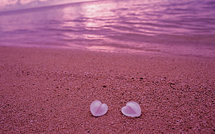 Seashells,  Beach,  Heart,  Sand HD wallpaper