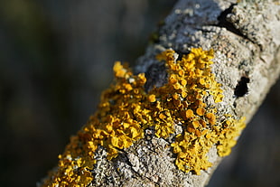 yellow oystershell scale, macro, depth of field, bokeh, plants