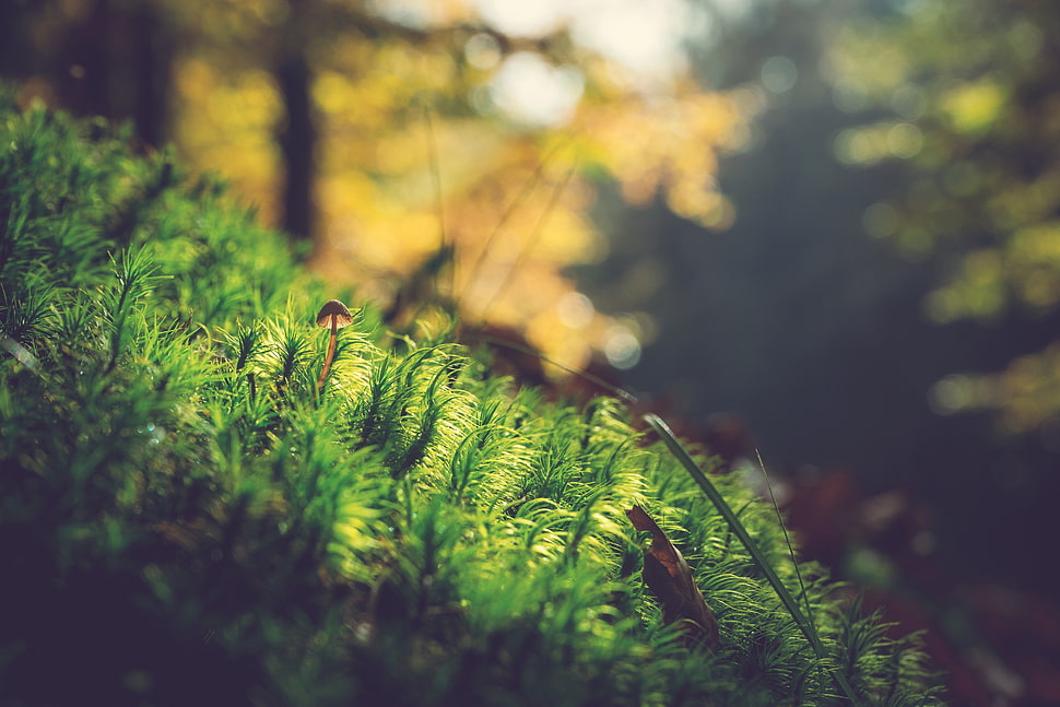 selective focus nature photography of moss during daytime, nature, depth of field, grass, mushroom HD wallpaper