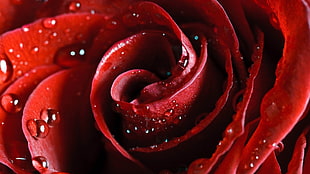 closeup photography of water dew on red rose
