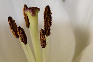 macro photography of white Lily flower