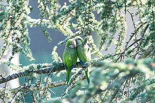 selective focus photography of two budgerigars