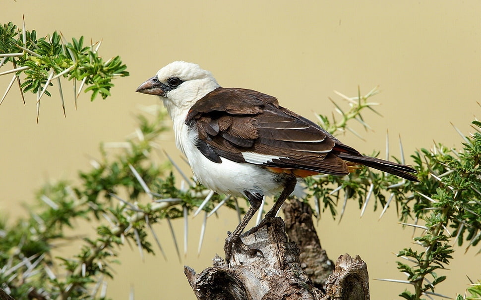 shallow focus of brown and white bird HD wallpaper