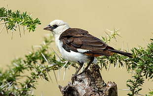 shallow focus of brown and white bird