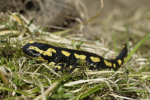 black and yellow reptile on green grass