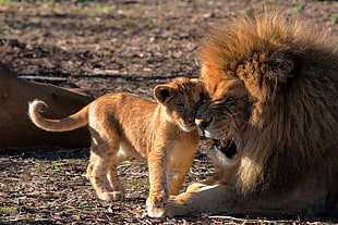 photography of Lion and cub HD wallpaper