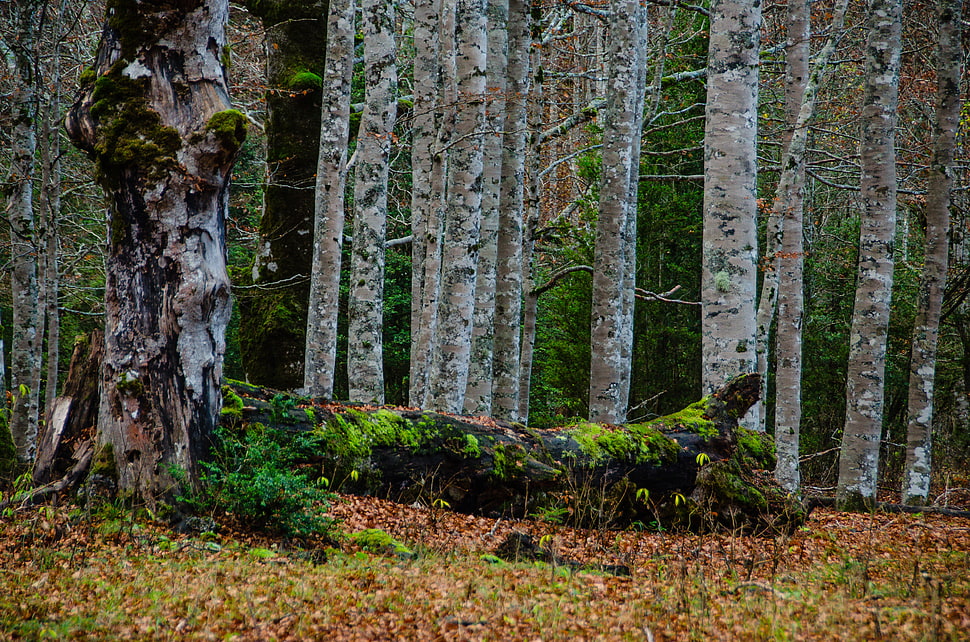tree timber on forest HD wallpaper
