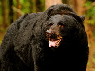 close up photo of black bear