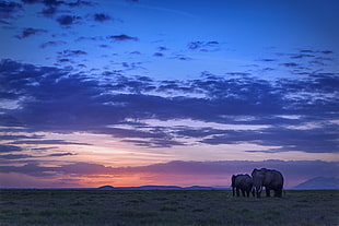 two elephant on field during sunset, amboseli national park, kenya