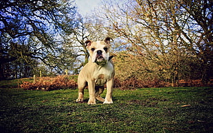 adult brown Bulldog on green grass