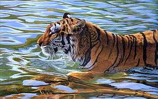 tiger on water